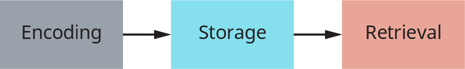 A flowchart shows the three stages of memory as “Encoding,” “Storage,” and “Retrieval.